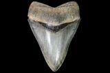 Serrated, Fossil Megalodon Tooth - Gorgeous Meg #92475-1